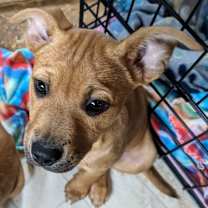 Thumbnail photo of Ginger Katie #3