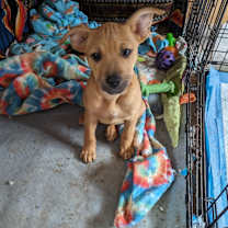 Thumbnail photo of Ginger Katie #4
