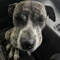 Thumbnail photo of Ginger #1
