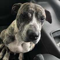 Thumbnail photo of Ginger #2