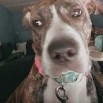 Thumbnail photo of Ginger #4