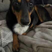 Thumbnail photo of Buckeye #1