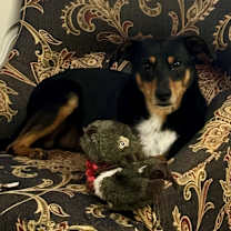 Thumbnail photo of Buckeye #3