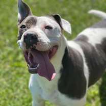 Thumbnail photo of Izzy #1