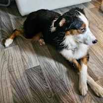 Thumbnail photo of Snickers #2