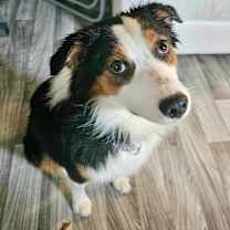 Thumbnail photo of Snickers #1