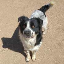 Thumbnail photo of Jack Jack #1