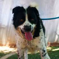 Thumbnail photo of Jack Jack #2
