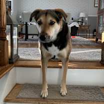Thumbnail photo of Lily-Courtesy Listing #3