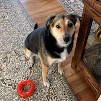 Thumbnail photo of Lily-Courtesy Listing #4