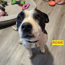 Thumbnail photo of ROSIE #1