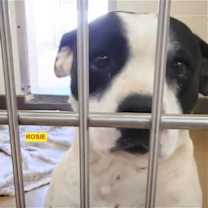 Thumbnail photo of ROSIE #2