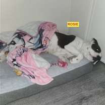 Thumbnail photo of ROSIE #3