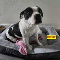 Thumbnail photo of ROSIE #4