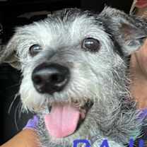 Thumbnail photo of Raji (fka Jack Johnson) #2