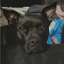 Thumbnail photo of Bingo *FOSTER TO ADOPT? #4