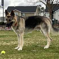 Thumbnail photo of Oliver #3