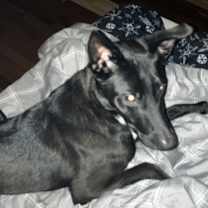 Thumbnail photo of Ace #3