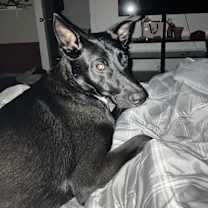 Thumbnail photo of Ace #4