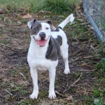 Thumbnail photo of Izzy #4