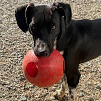 Thumbnail photo of Huckleberry #1