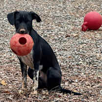 Thumbnail photo of Huckleberry #2