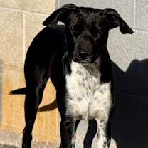 Thumbnail photo of Huckleberry #3
