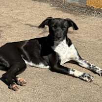 Thumbnail photo of Huckleberry #4