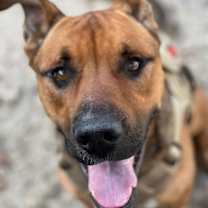 Thumbnail photo of Koda #1