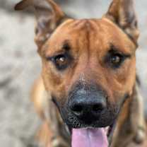 Thumbnail photo of Koda #2