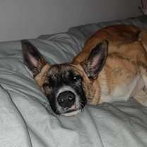 Thumbnail photo of Mack #1