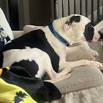 Thumbnail photo of Panda #2