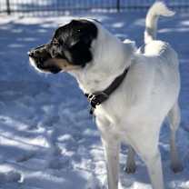 Thumbnail photo of Jaxx #3