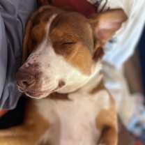 Thumbnail photo of BUDDY #1