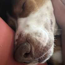 Thumbnail photo of BUDDY #2