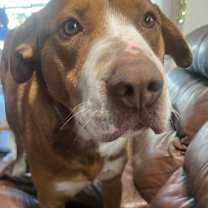 Thumbnail photo of BUDDY #3