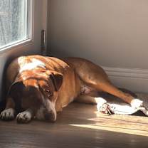 Thumbnail photo of BUDDY #4