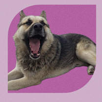 Thumbnail photo of Lobo #3