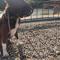 Thumbnail photo of Kenai #1