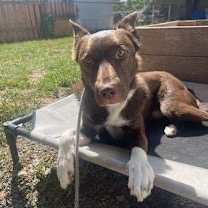Thumbnail photo of Kenai #4