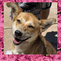 Thumbnail photo of Aggie #1