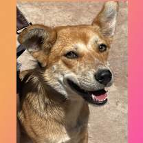 Thumbnail photo of Aggie #3