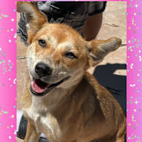 Thumbnail photo of Aggie #4