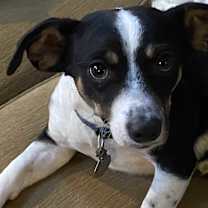Thumbnail photo of Al #1