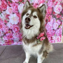 Thumbnail photo of Bonnie #2