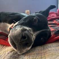 Thumbnail photo of Dori #2