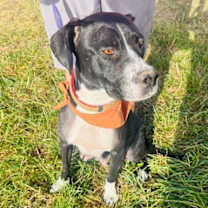 Thumbnail photo of Dori #3