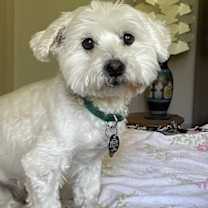 Thumbnail photo of Truman #1