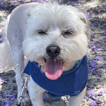 Thumbnail photo of Truman #2