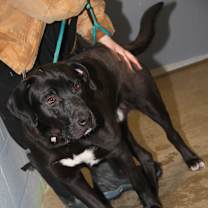 Thumbnail photo of Knox fka Hagrid (Neutered) #1
